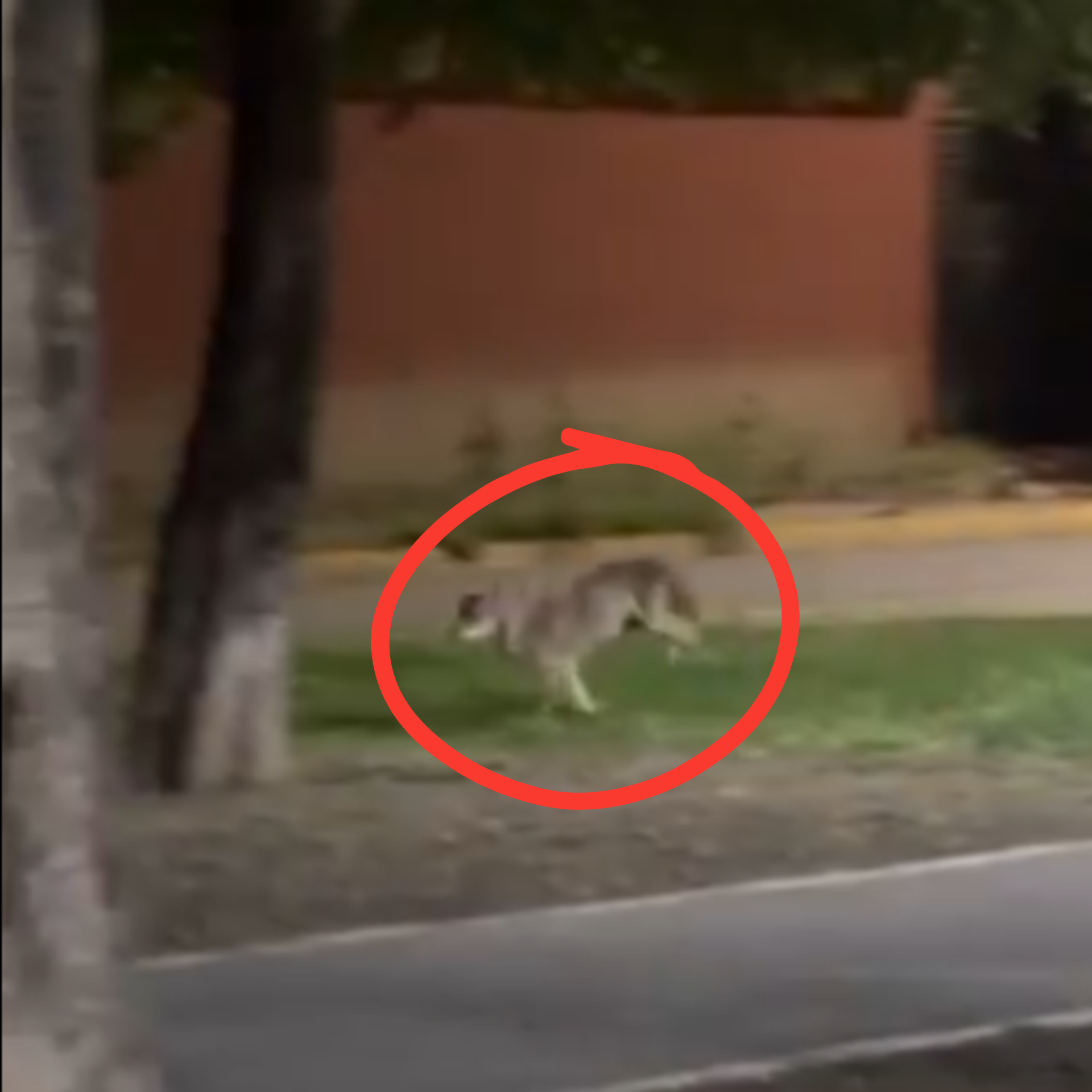 Avistamiento de coyote en zona urbana de San Nicolás de los Garza refleja retos ambientales en el área metropolitana de Monterrey