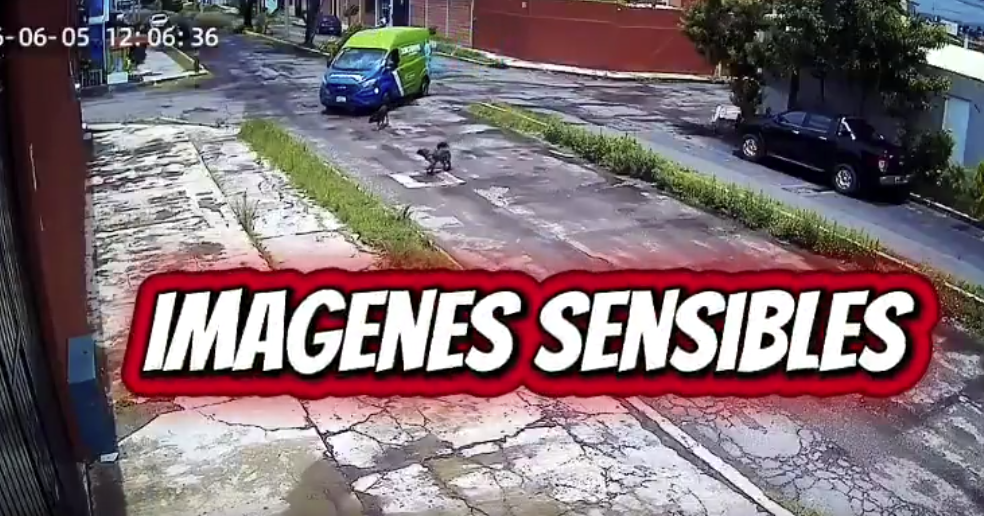 Indignación en Puebla por atropellamiento de perro por repartidor de agua Junghanns